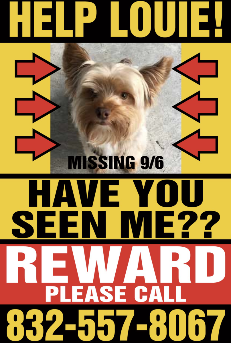 Image of Louie, Lost Dog