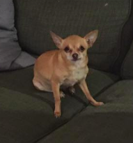 Image of Butterz, Lost Dog
