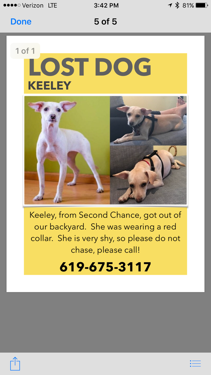 Image of Keeley, Lost Dog