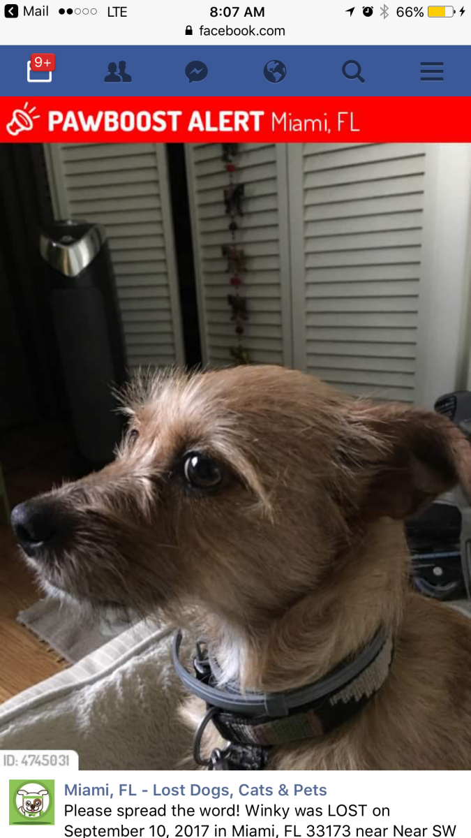 Image of Winky, Lost Dog