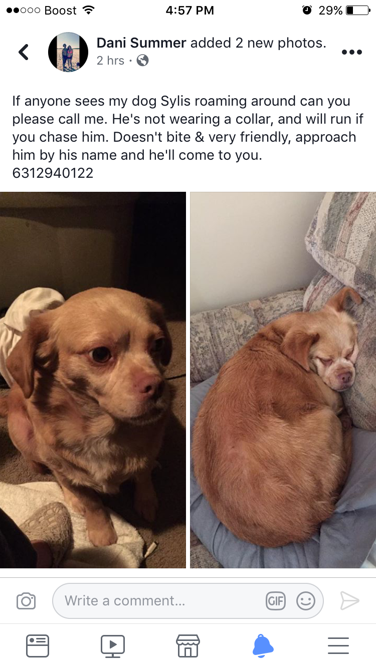 Image of Sylis, Lost Dog