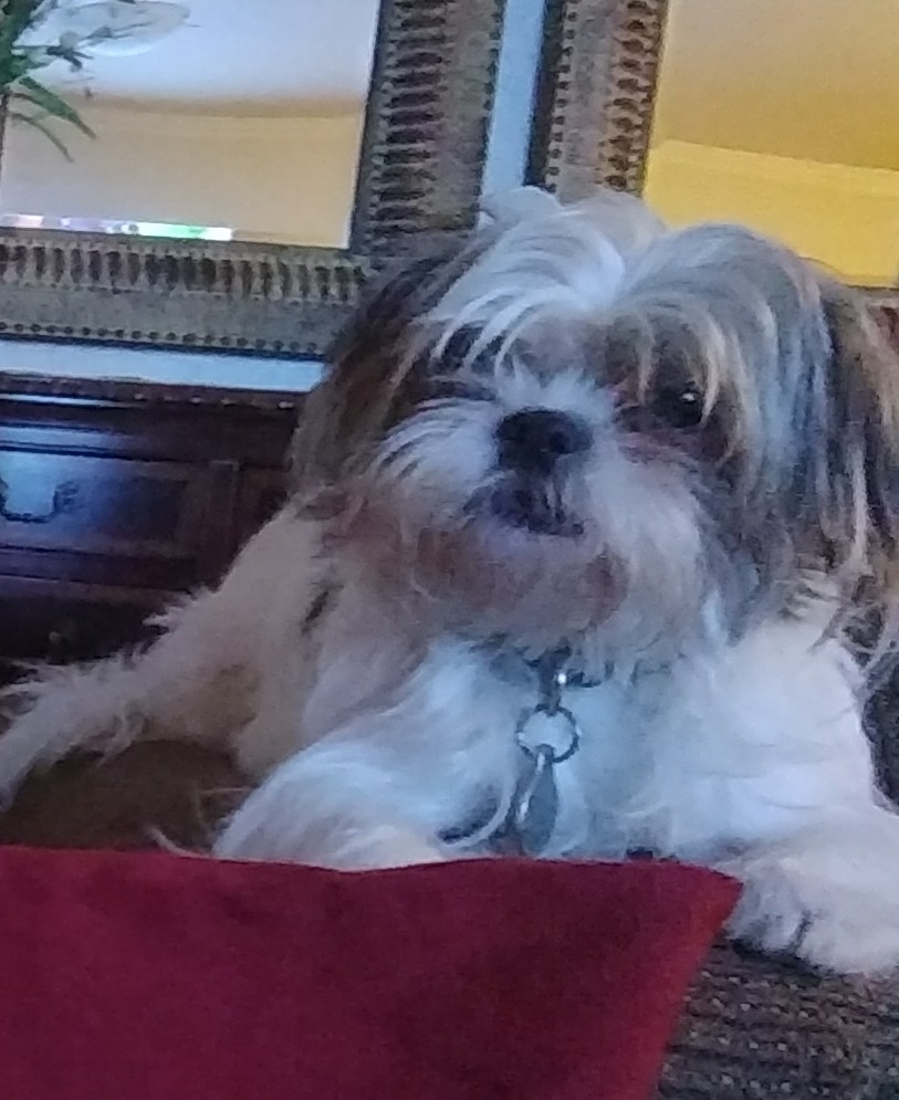 Image of Lily, Lost Dog