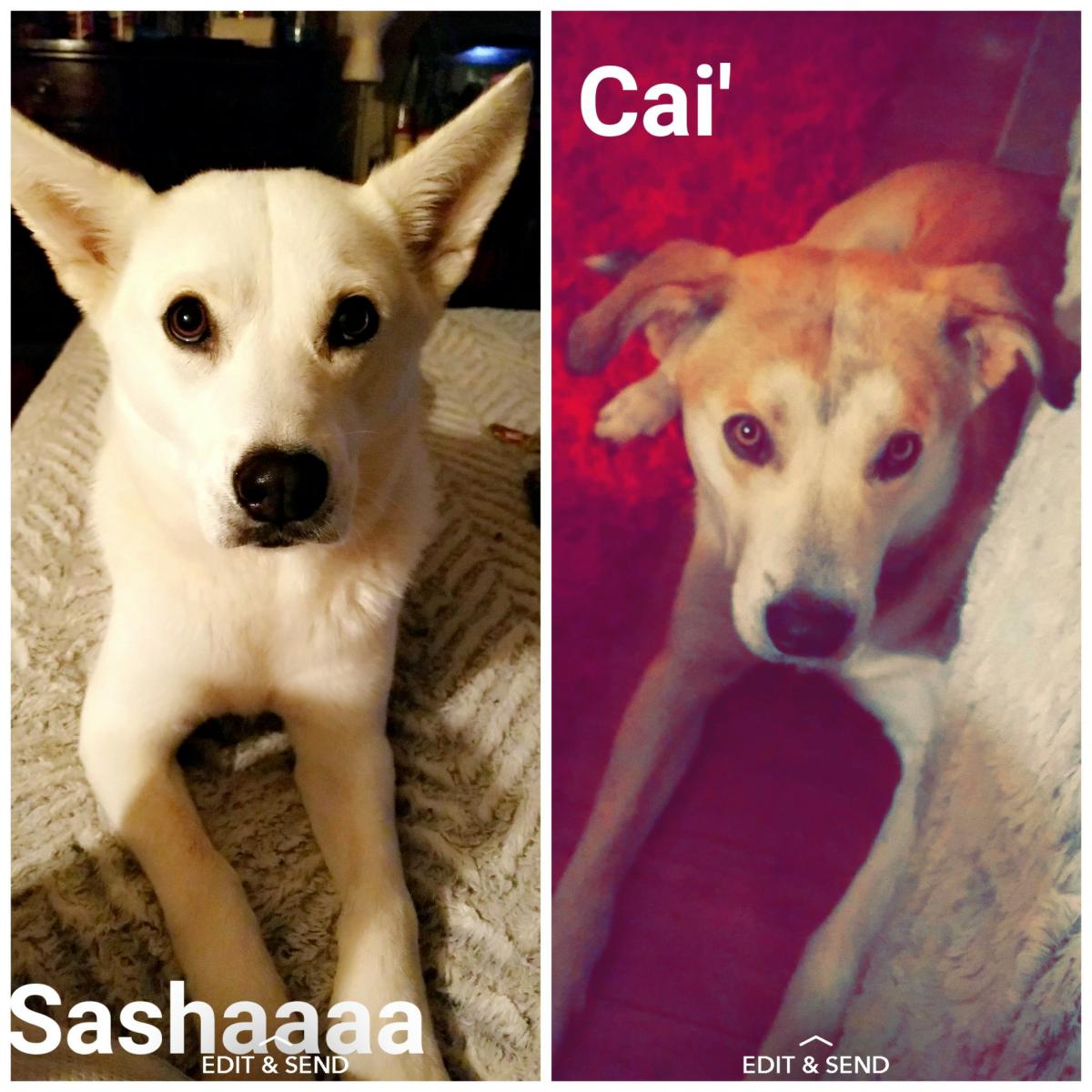 Image of Sasha and cairo, Lost Dog