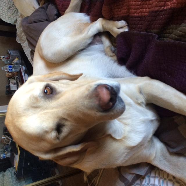 Image of Manolo, Lost Dog