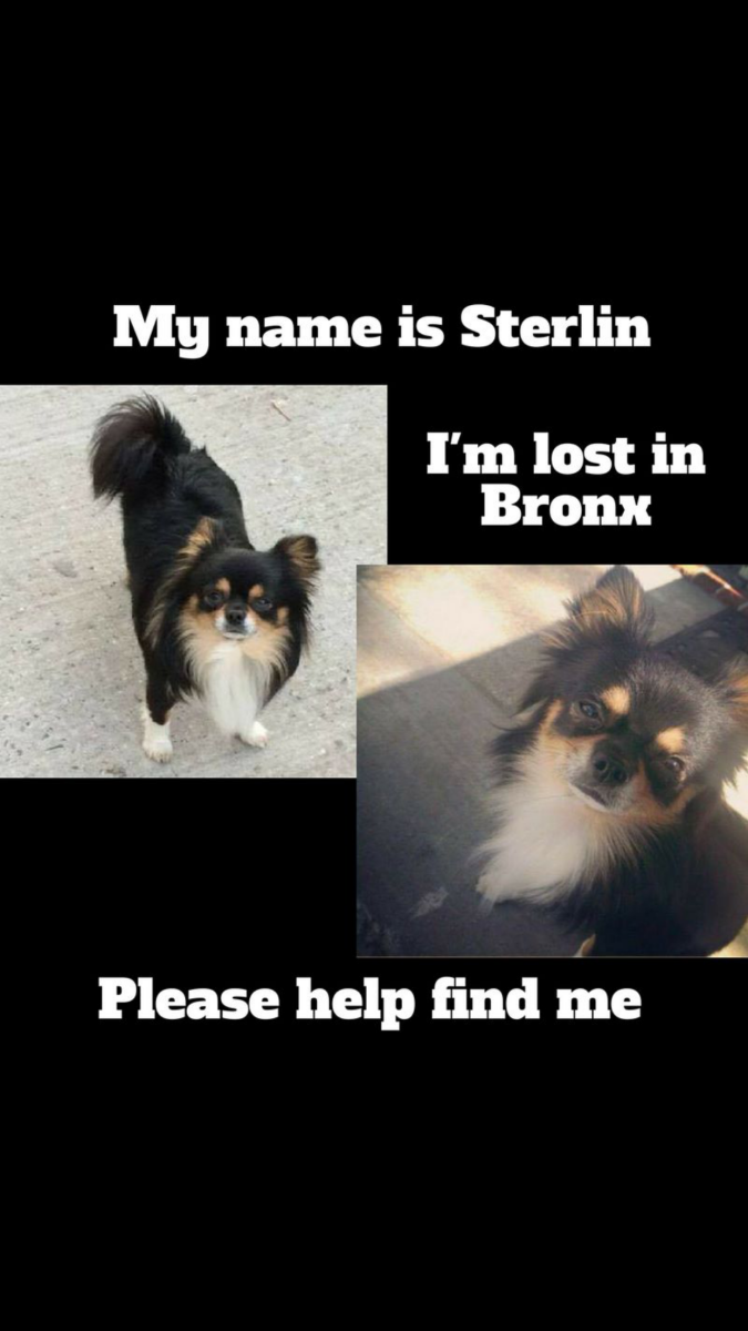 Image of Sterlin, Lost Dog