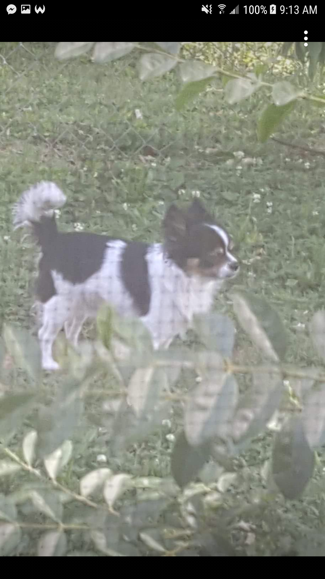 Image of Dawby, Lost Dog