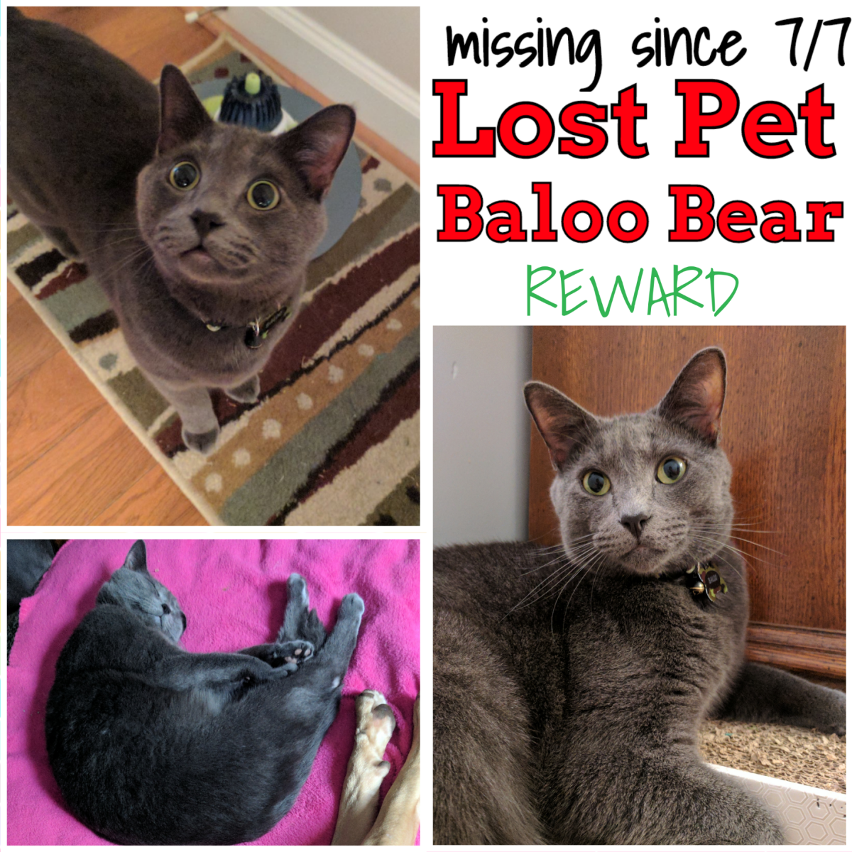 Image of Baloo Bear, Lost Cat