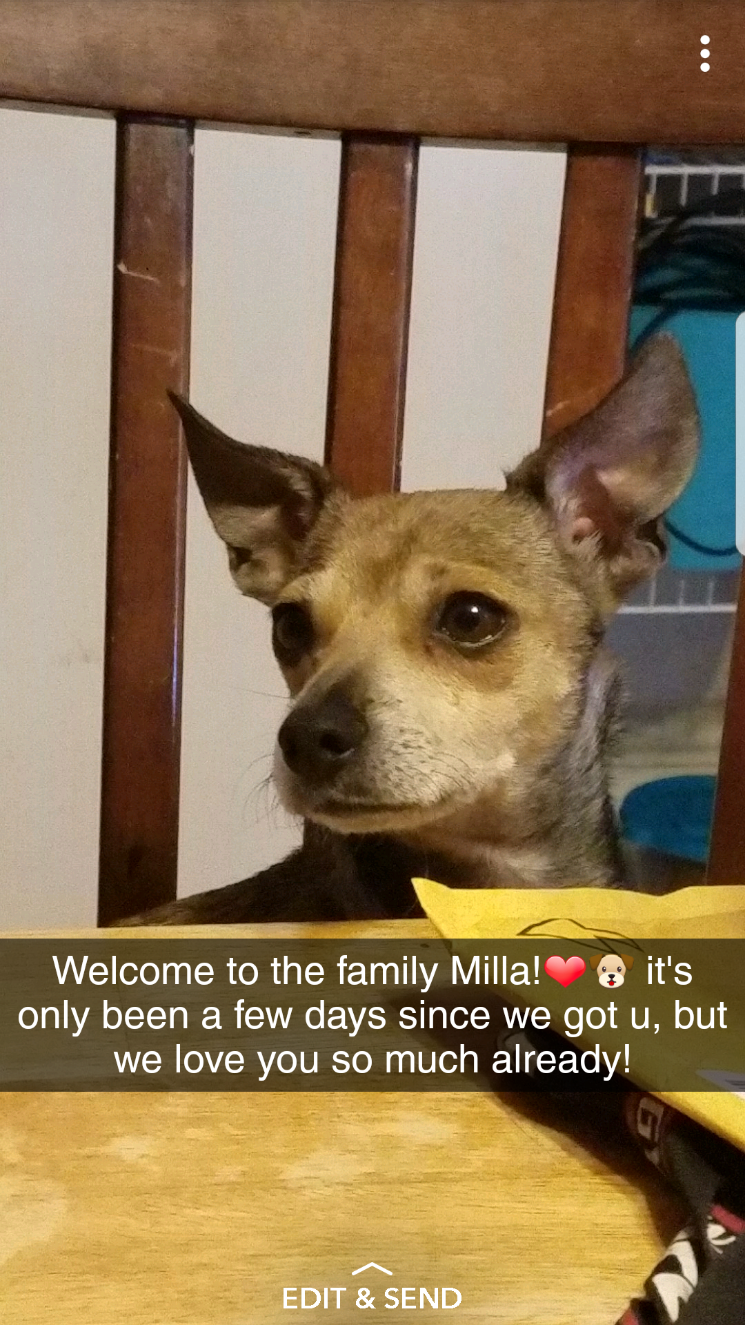 Image of Milla, Lost Dog
