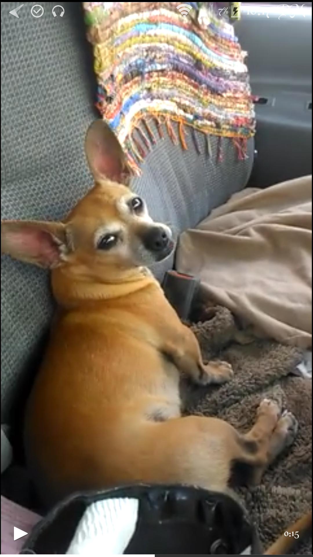 Image of Itty Bitty, Lost Dog