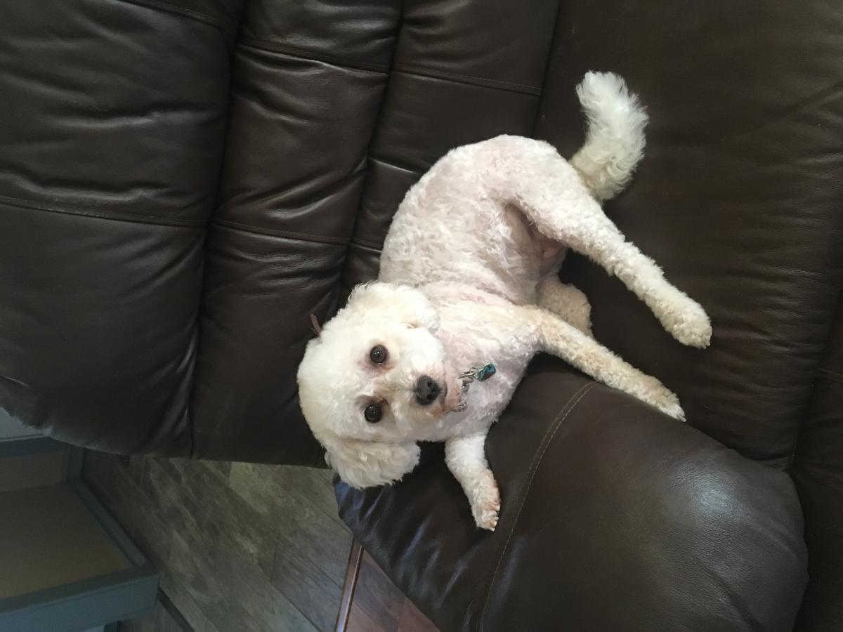 Image of Tinnie, Lost Dog