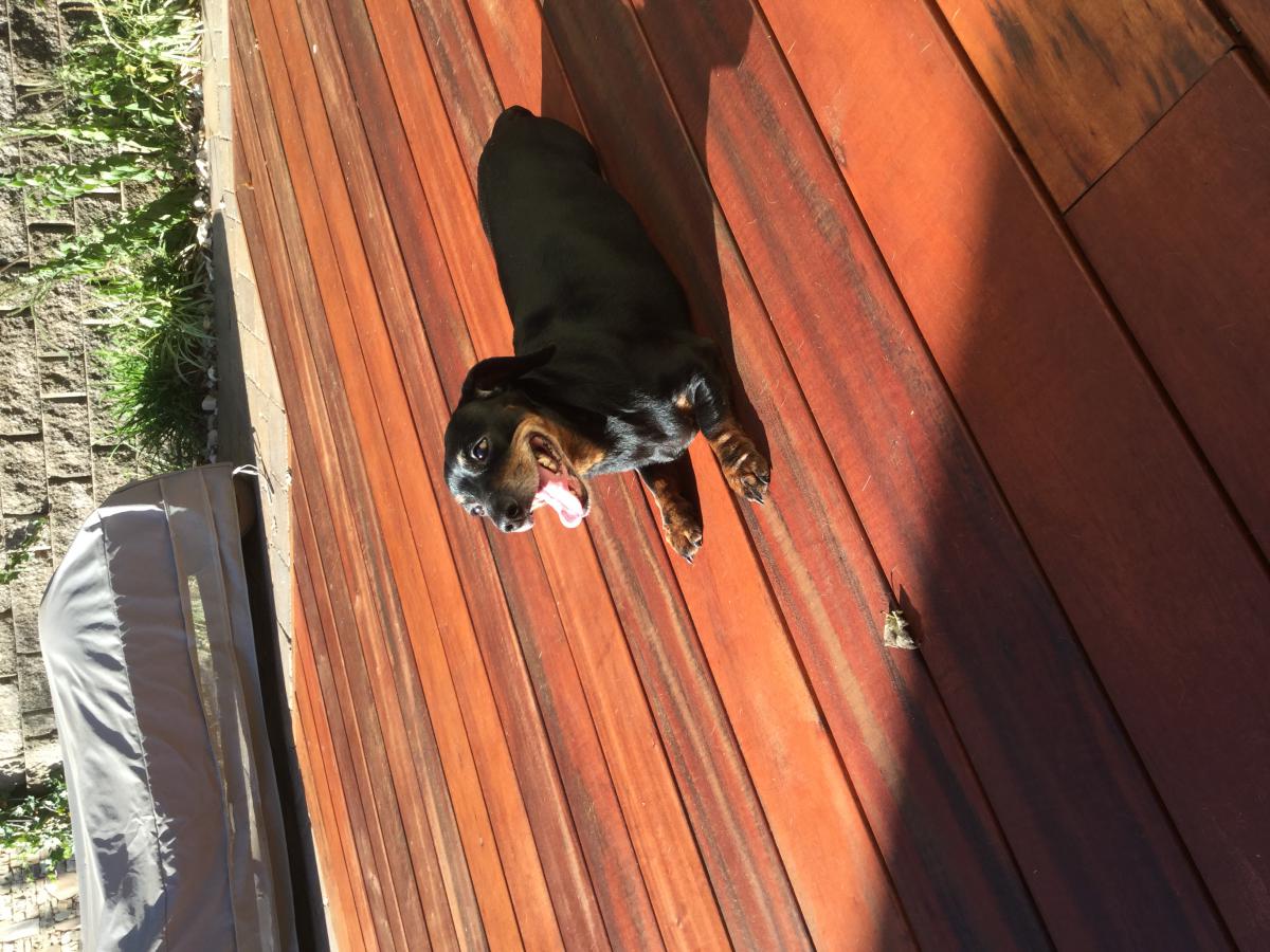 Image of Black Dachshund, Found Dog