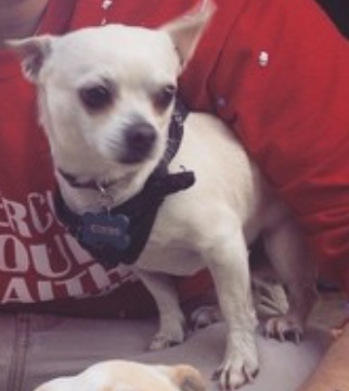 Image of Guero, Lost Dog