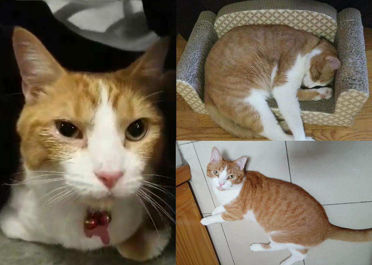 Image of Taco, Lost Cat