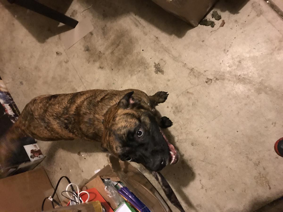 Image of UNKNOWN, Found Dog