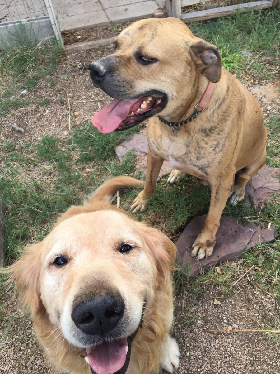 Image of Buddy and Hercules, Lost Dog