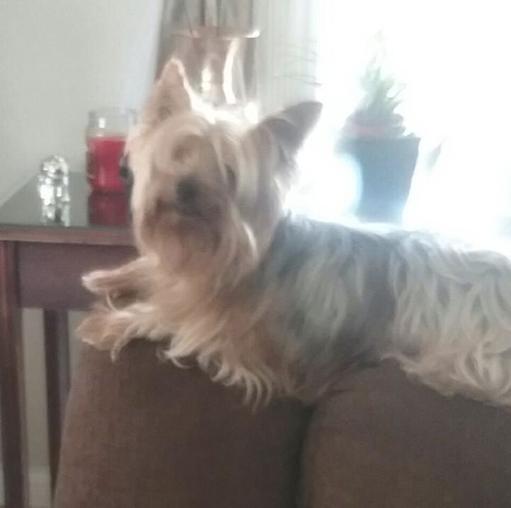 Image of Yogi, Lost Dog