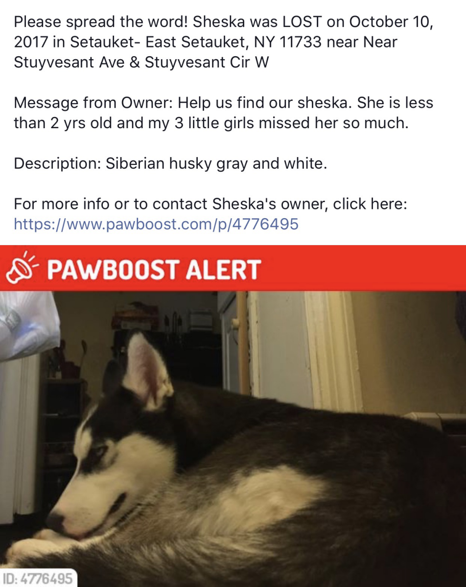 Image of Sheska, Lost Dog