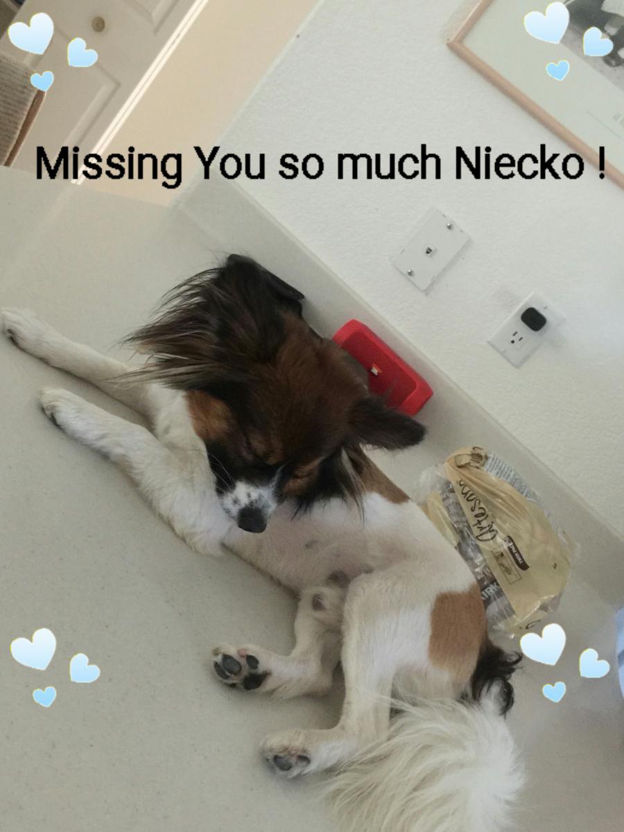 Image of Niecko, Lost Dog