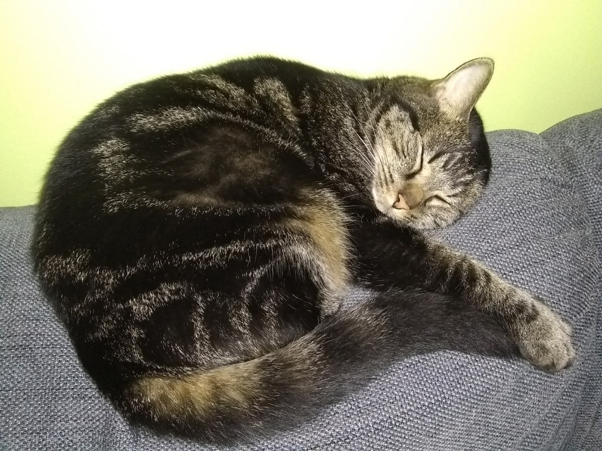 Image of Mishka, Lost Cat