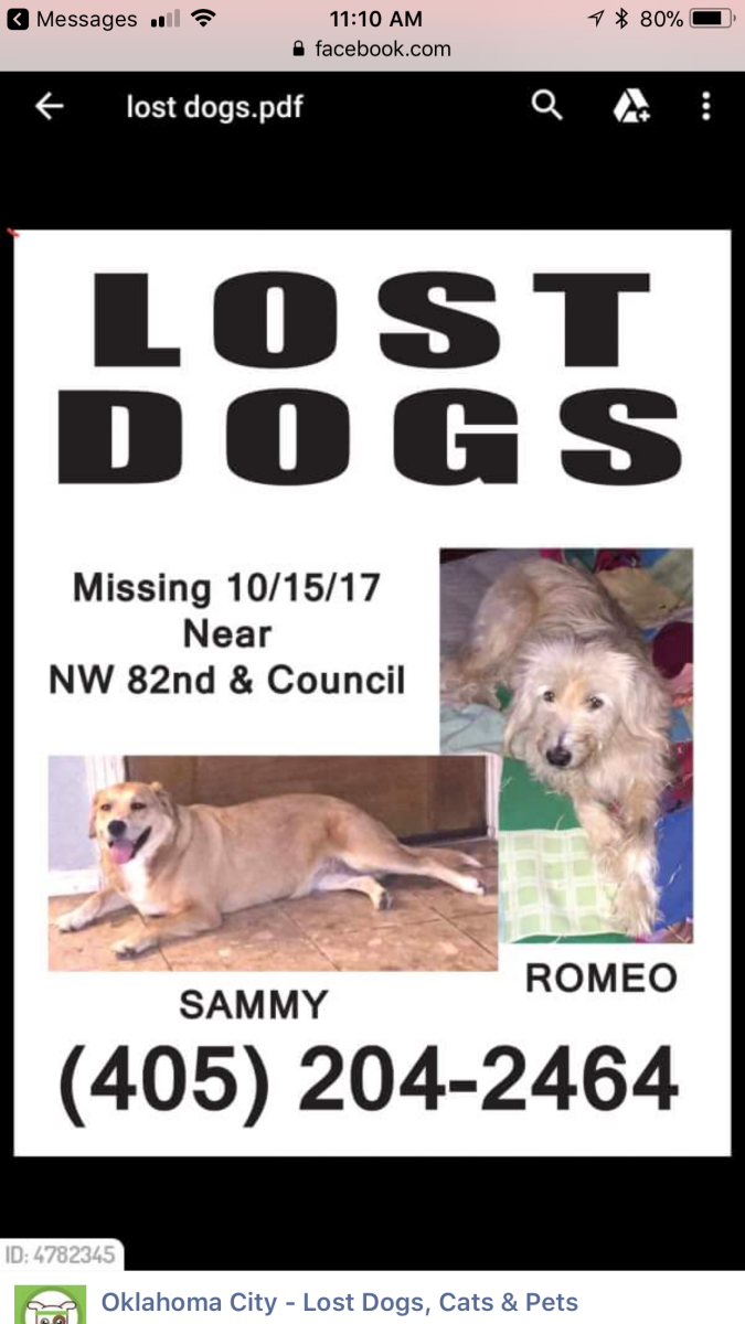 Image of Samara, Lost Dog