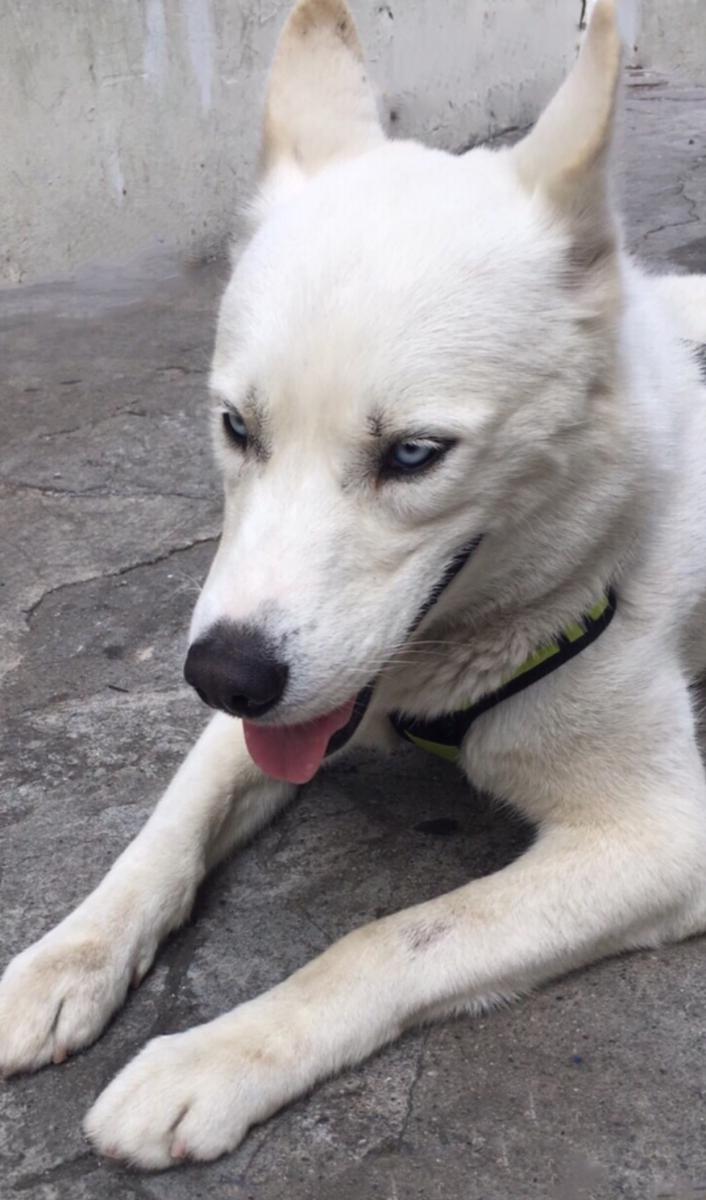 Image of Husky, Lost Dog