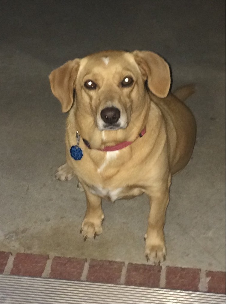 Image of Care Bear, Lost Dog