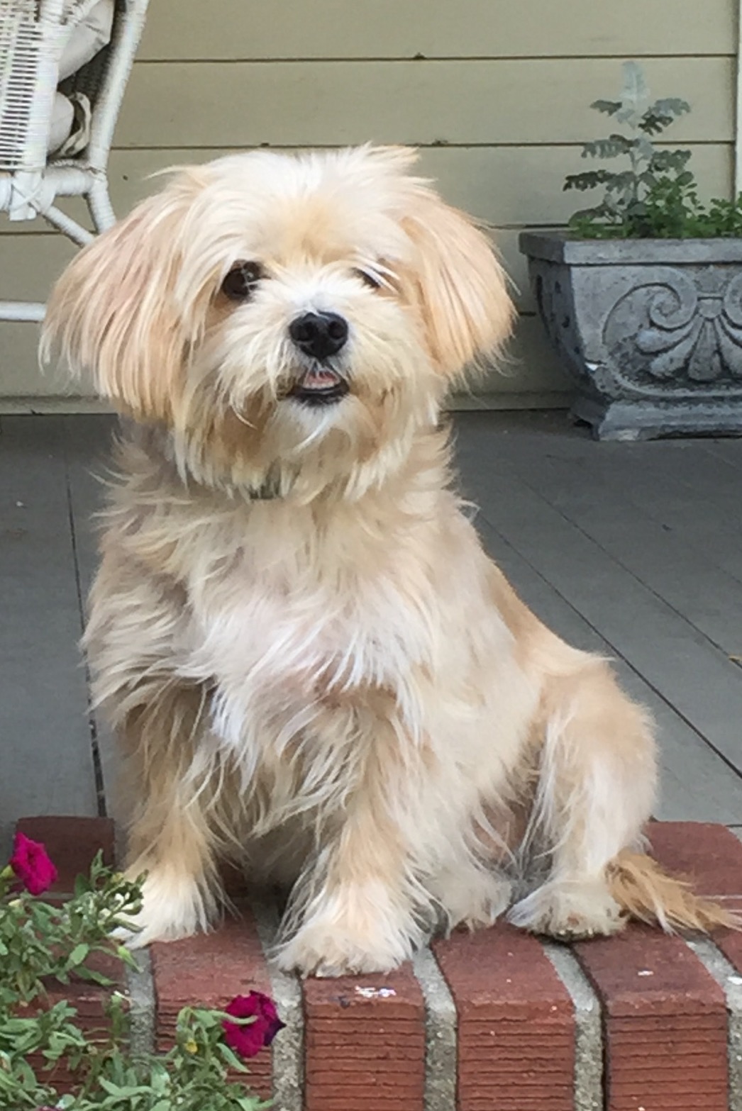 Image of Felicity, Lost Dog
