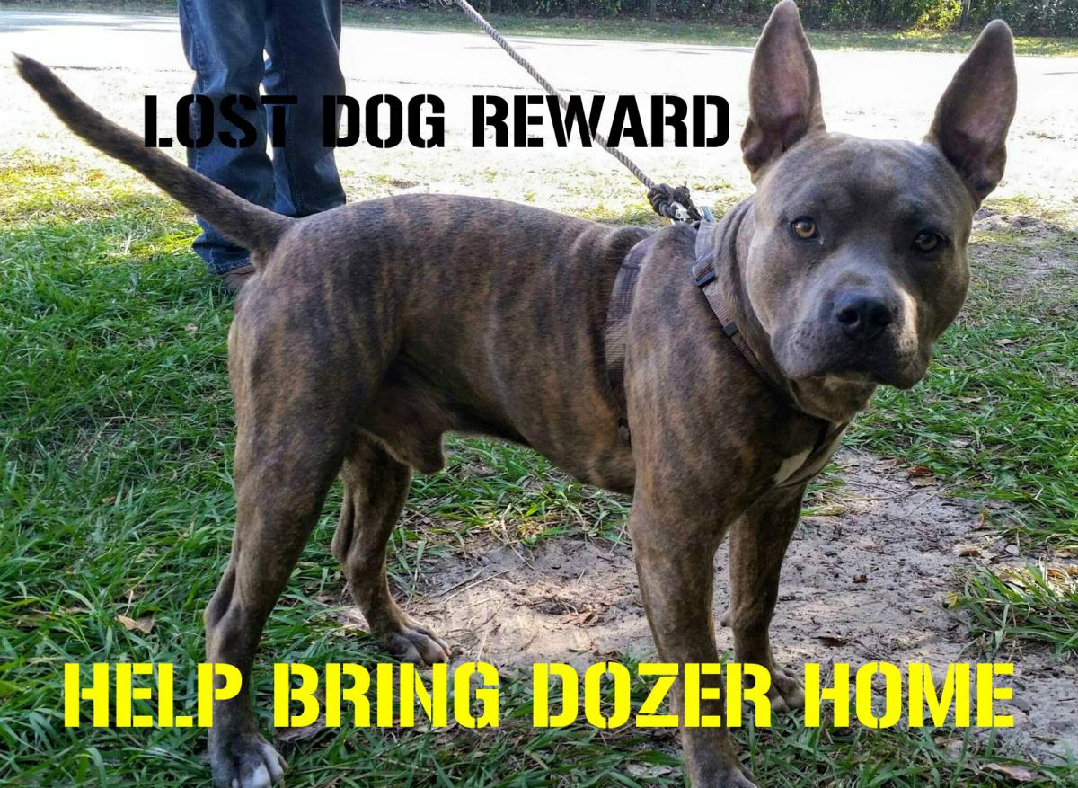 Image of Dozer, Lost Dog