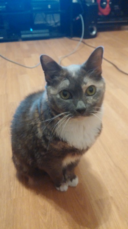 Image of Hikki, Lost Cat