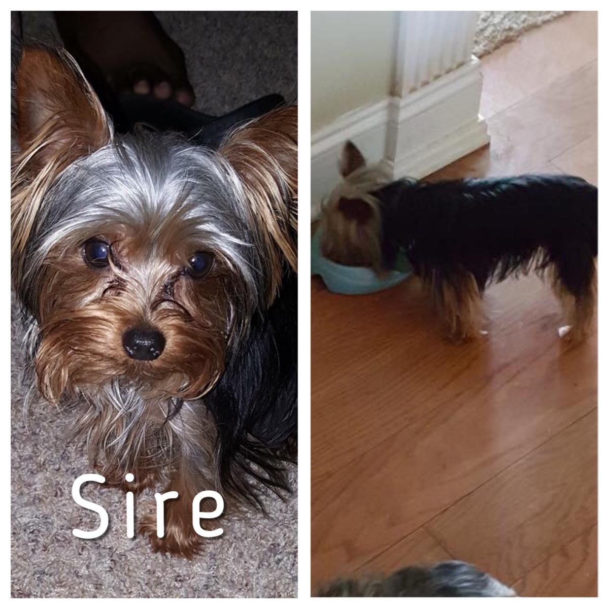 Image of Sire, Lost Dog