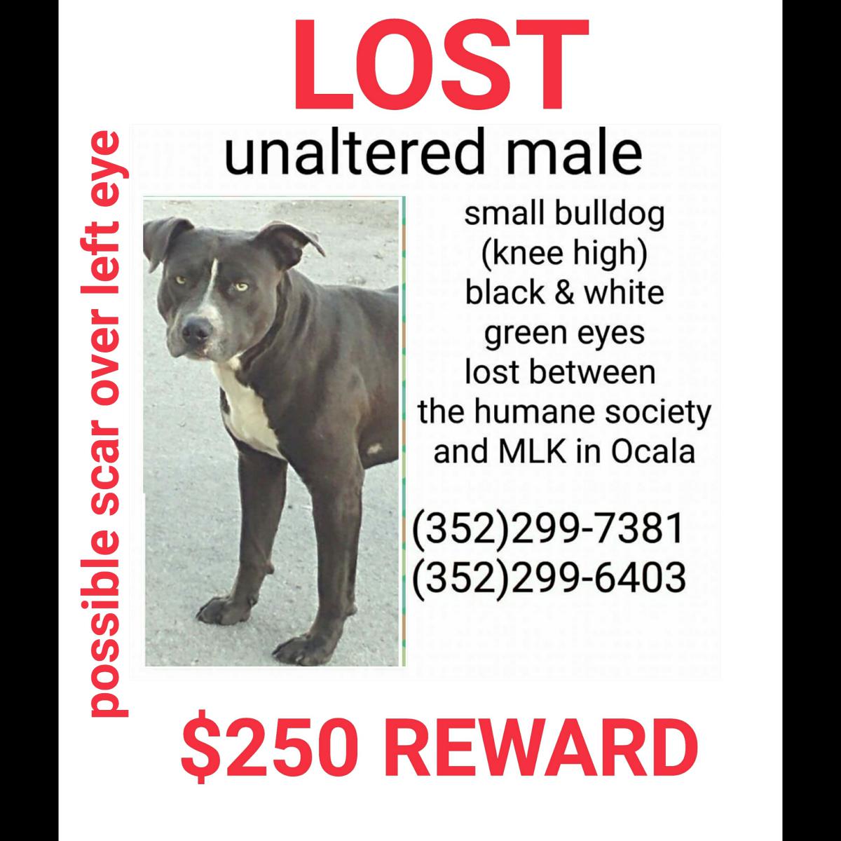 Image of Barky, Lost Dog