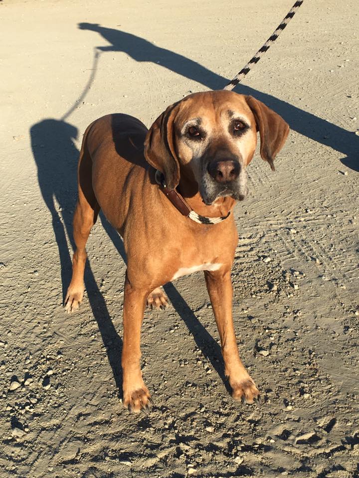 Image of Red hound dog, Found Dog