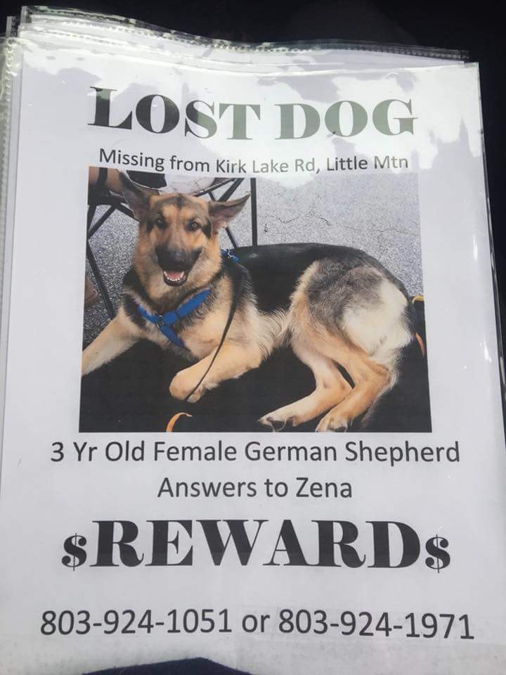 Image of Zena, Lost Dog