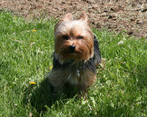 Image of Skylar, Lost Dog