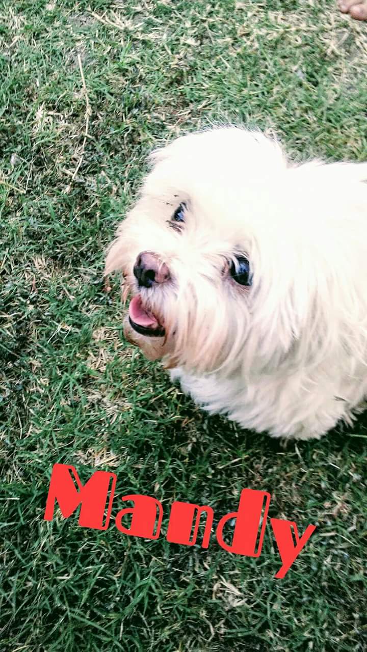Image of Mandy, Lost Dog