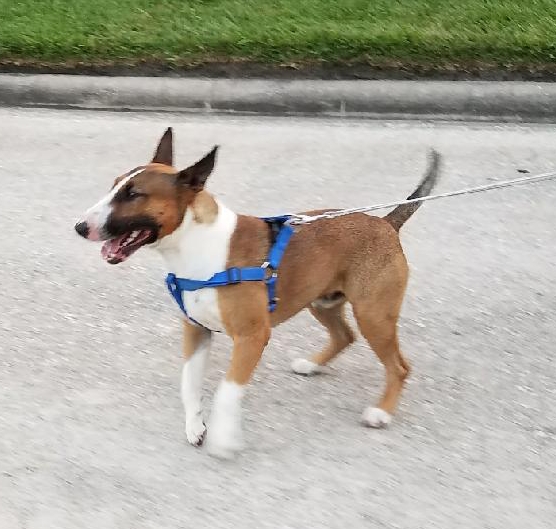 Image of Chulo, Lost Dog