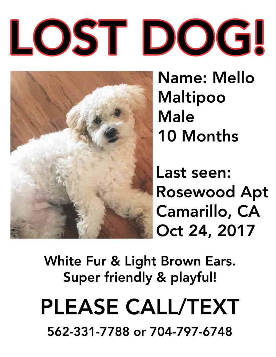 Image of Mello, Lost Dog