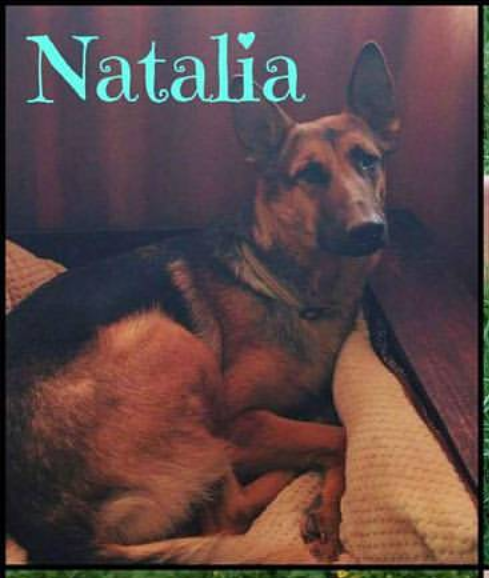 Image of Natalia, Lost Dog
