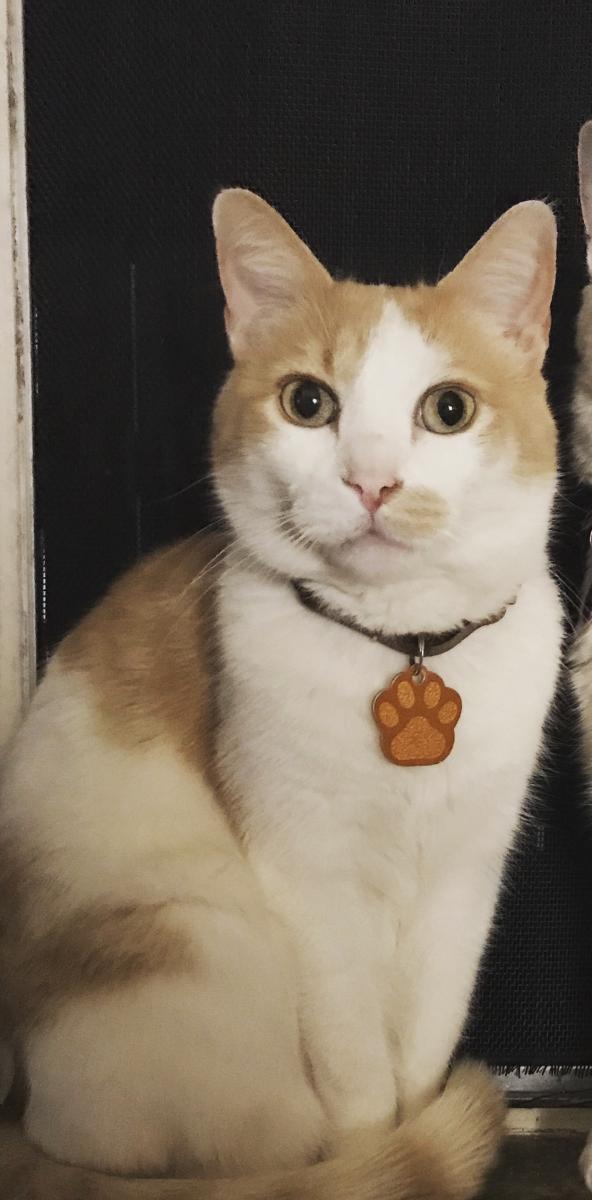 Image of Boogie, Lost Cat