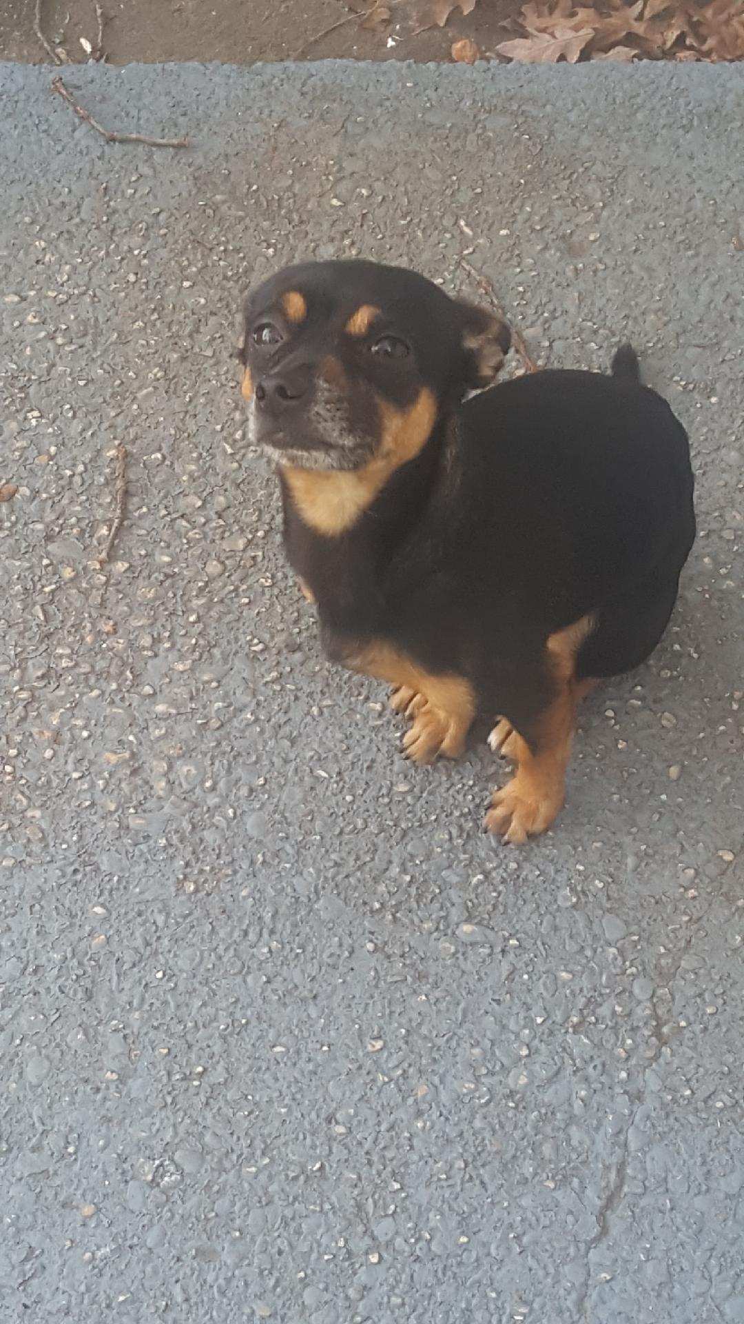 Image of Puppy or brim, Lost Dog