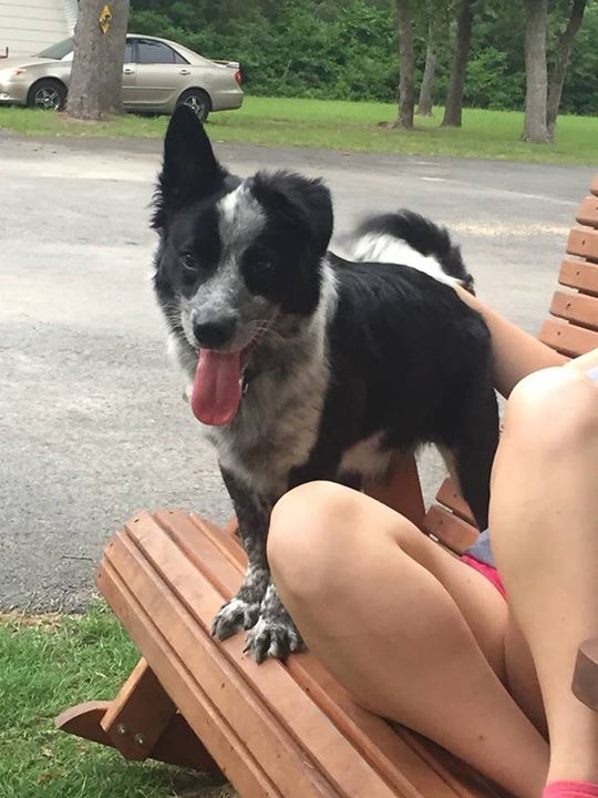 Image of Clutch, Lost Dog