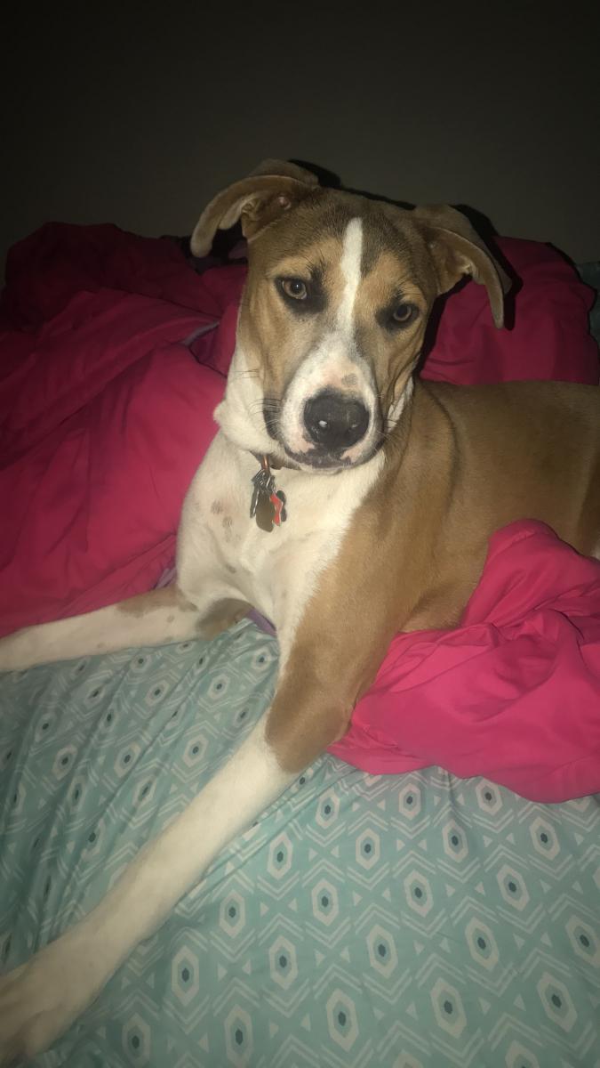 Image of Riley, Lost Dog