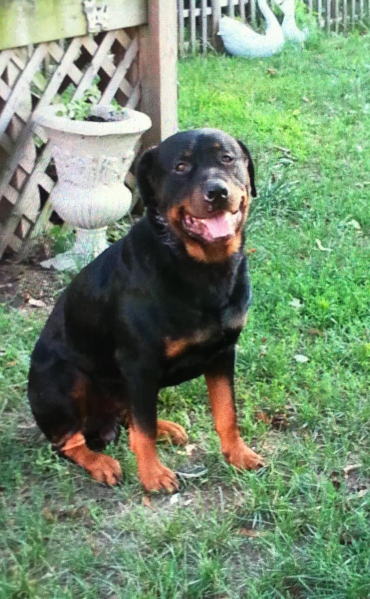 Image of REX, Lost Dog