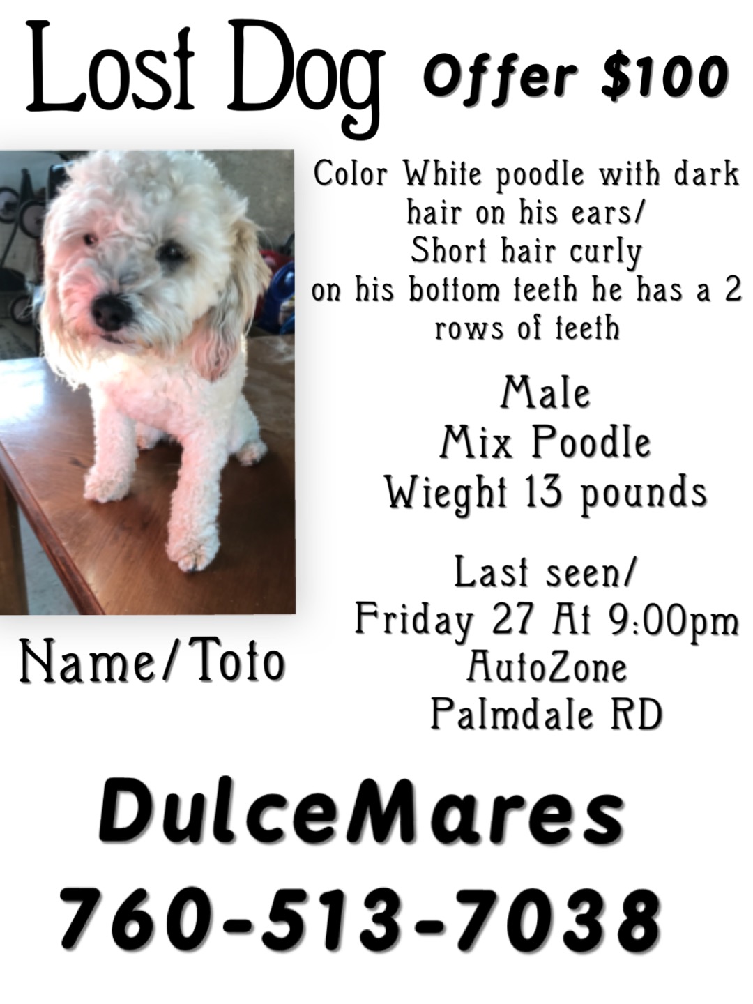 Image of Toto Mares, Lost Dog