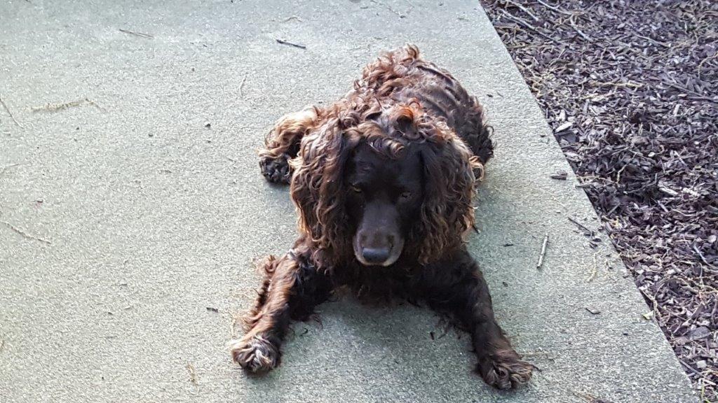 Image of Curly, Lost Dog