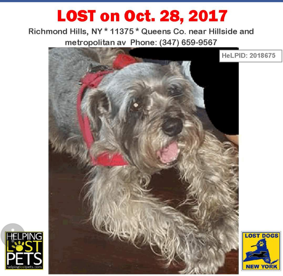 Image of Lucky, Lost Dog