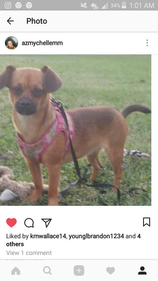 Image of Turtle, Lost Dog