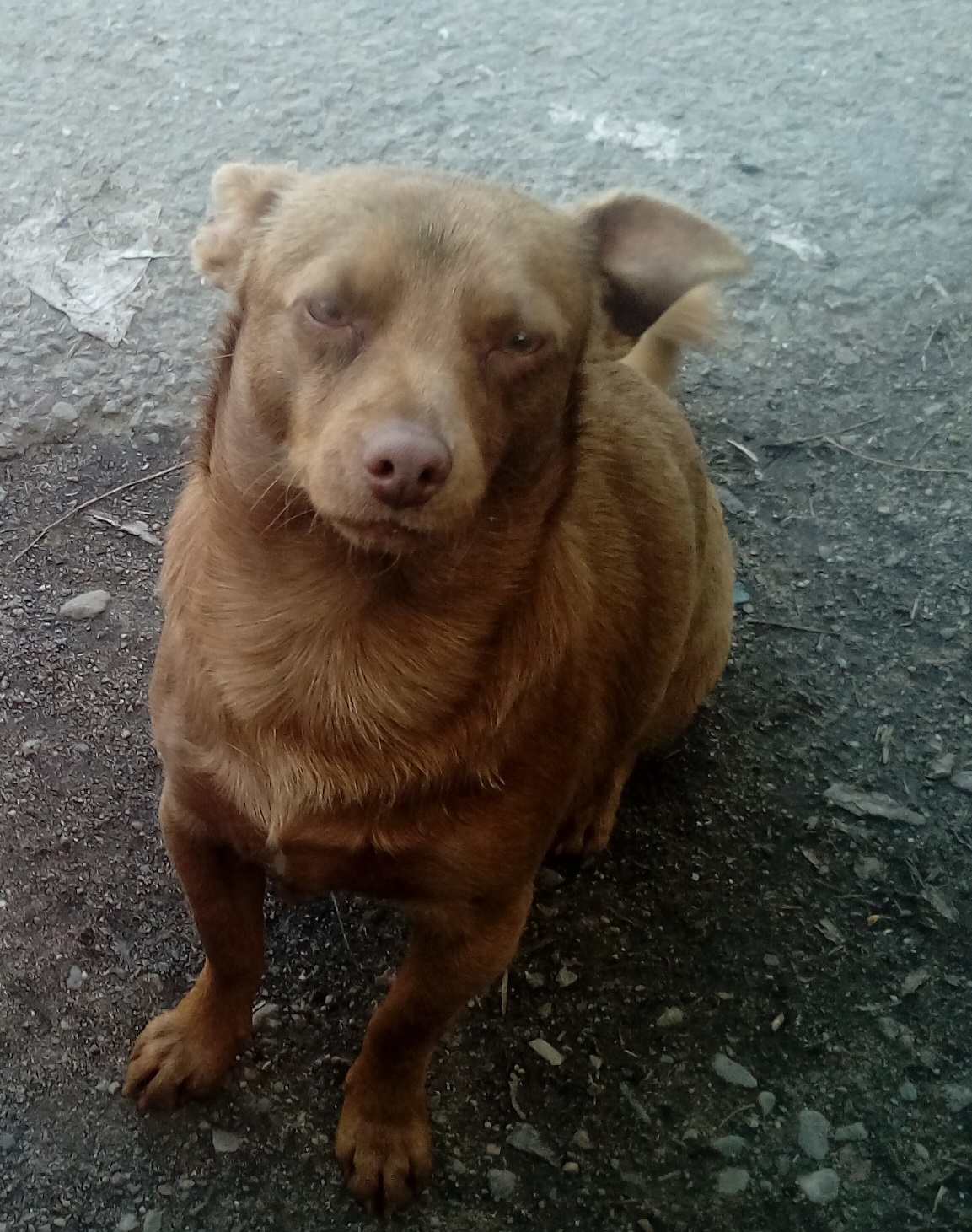 Image of Poppo, Lost Dog