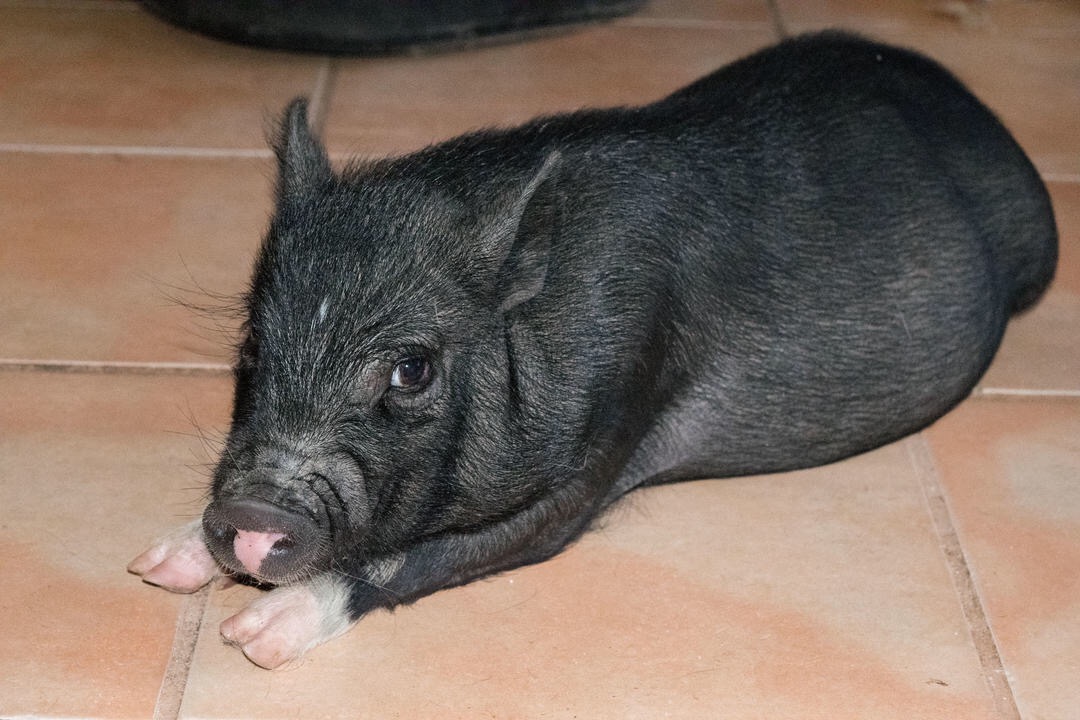 Image of Leonard(He is a PIG), Lost Dog