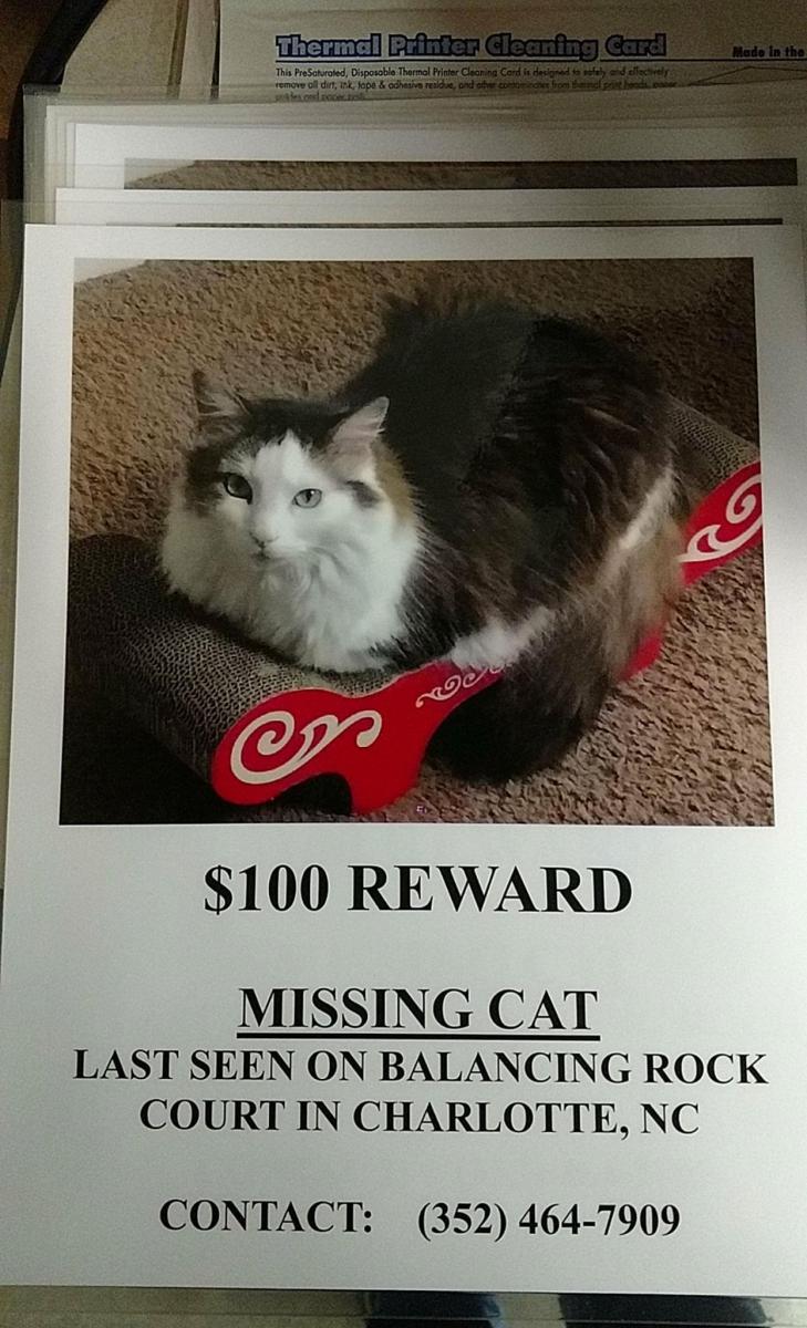 Image of Trixy, Lost Cat